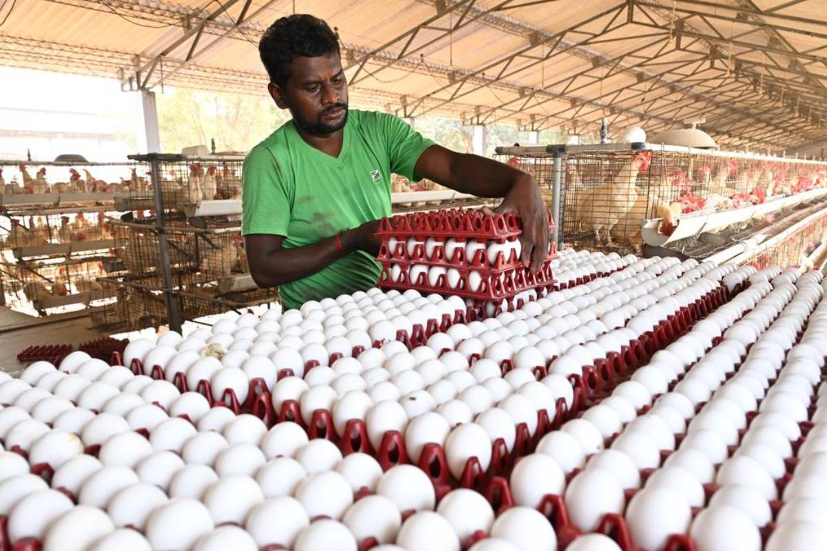 இந்தியாவில் முட்டையின் தலைநகரம் என்று அழைக்கப்படும் தமிழக இடம்.., எது தெரியுமா? | Which Is The Egg Capital In India In Tamil