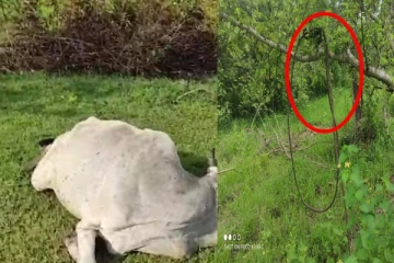 மயிலத்தமடுவில் தொடரும் அவலம்: பேரினவாதிகளால் அரங்கேறும் அட்டூழியங்கள்(படங்கள்)