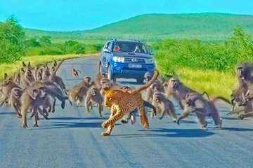 குரங்கை வேட்டையாட முயன்ற சிறுத்தைக்கு நேர்ந்த கதி(வைரலாகும் காணொளி)