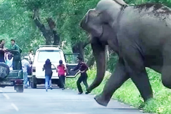 யானை தாக்குதலுக்கு பலியான வயோதிபர்! | Elephants Attacks