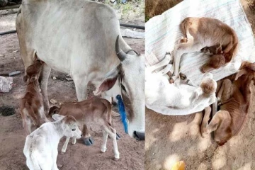 வவுனியாவில் நடந்த அதிசயம்! ஒரே நேரத்தில் 3 கன்றுகளை ஈன்ற பசு