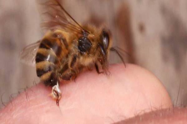 மனிதர்களை கொட்டிய பின்னர் உண்மையில் தேனீ இறக்குமா? | Honey Bee Die After Stinging Humans Reasons