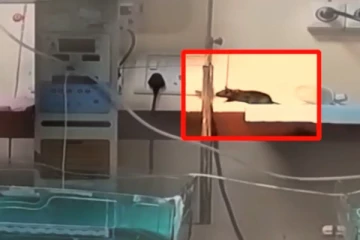 மருத்துவமனையில் அனுமதிக்கப்பட்ட குழந்தை உயிரிழப்பு: உடலை பரிசோதித்த பெற்றோருக்கு காத்திருந்த அதிர்ச்சி