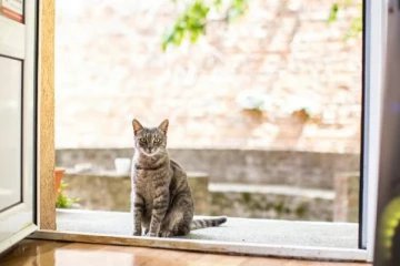 வீட்டில் எதிர்மறை ஆற்றல்கள் இருப்பதை உணரும் பூனை