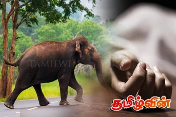 வெவ்வேறு இடங்களில் யானைகள் தாக்கி பெண் உட்பட மூவர் உயிரிழப்பு