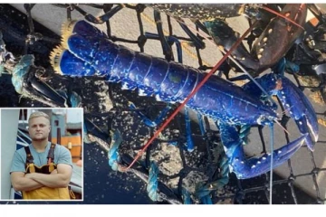 பிரித்தானியாவில் மீனவரின் கண்ணில் பட்ட அதிர்ஷ்டத்தை கொடுக்கும் நீல நிற லாப்ஸ்டர்! அரிய வகை புகைப்படம்