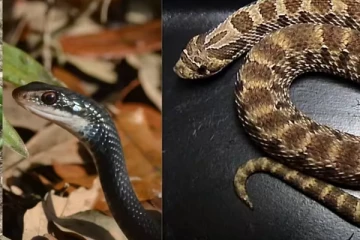 விஷமற்ற பாம்புகள் கடித்தாலும் உயிர் போகுமாம்! ஜாக்கிரதை