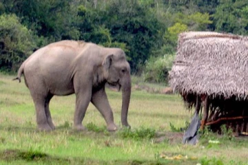 தம்புள்ளையில் காட்டு யானை தாக்கி பரிதாபமாக உயிரிழந்த முதியவர்!