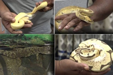 சட்டவிரோதமாக இலங்கைக்கு கொண்டு வரப்பட்ட மலைப்பாம்புகள் சிக்கின