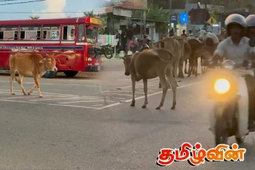 புதுக்குடியிருப்பு நகர்ப்பகுதிகளில் கால்நடைகளால் போக்குவரத்துக்கு இடையூறு