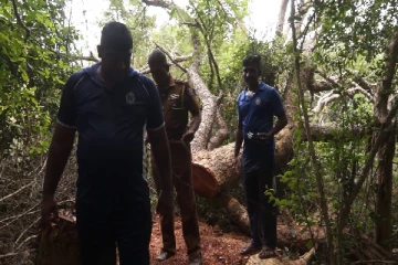 சட்டவிரோதமாக மரக்கடத்தலில் ஈடுபட்ட நால்வர் கைது(Photo)