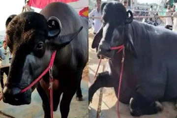 எருமை மாட்டின் விந்தணு ஆண்டுக்கு 50 லட்சமா? 24 கோடிக்கு கேட்டும் தராத உரிமையாளர்;