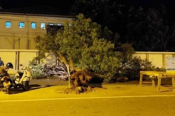 யாழ் போதனா வைத்தியசாலை முன்பு சரிந்து விழுந்த மரம்!