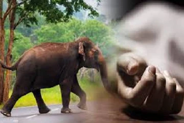 காட்டு யானை தாக்கி மூன்று பிள்ளைகளின் தந்தை உயிரிழப்பு