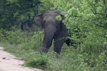 வெளிநாட்டு சுற்றுலாப் பயணிகள் சென்ற வாகனத்தை தாக்கிய காட்டு யானை