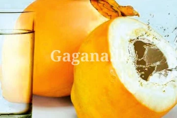 තැඹිලි මතුරලා බොන්න දුන්නාම ඇත්තටම ලෙඩ සුව කරන්න පුලුවන් ද?. මේ ඒ ගැනයි.