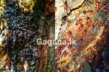 "ගෙරියන්" ගැන ඔබ දැනුවත්ද..? අපේ ජීවිතය රකින්න එයාල හදන පුදුම සහගත දේ..(PHOTOS)