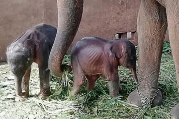 இரட்டை யானை குட்டிகளை பார்வையிட வருகைதரும் மக்கள்!