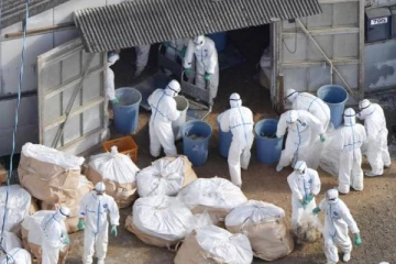 ஜப்பானில் மிக வேகமாக பரவி வரும் பறவை காயச்சல்!