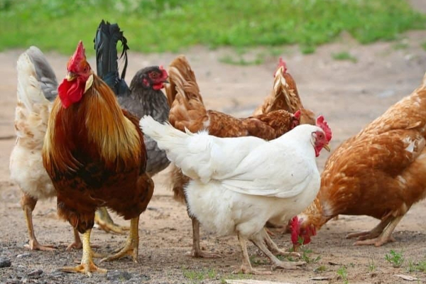 chicken