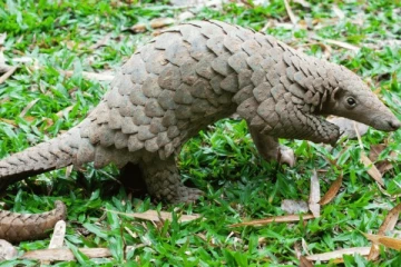 எறும்புண்ணியின் இறைச்சியுடன் சிக்கிய நபர்