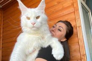 உயரத்தால் இணையத்தில் வைரலாகும் பூனை!