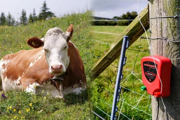 மயிலத்தமடு மேய்ச்சல் தரையின் சட்டவிரோத மின் வேலிகளில் சிக்கிய பசுக்கள்