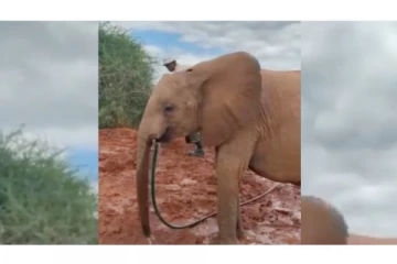 என்ன மூளை இந்த யானைக்கு? மனிதர்களையே மிஞ்சிவிட்டது! வைரல் வீடியோ