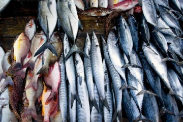 பேலியகொடை சந்தையில் மீன்களின் விலை குறைந்தது