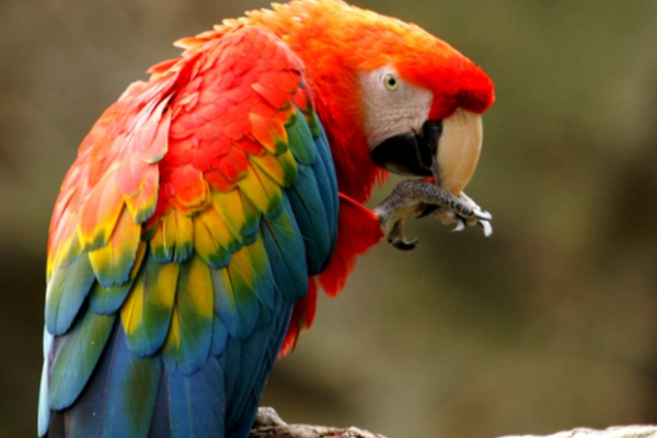 கிளியால் சிறை சென்ற உரிமையாளர்! | The Owner Who Went To Prison Because Parrot