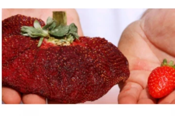 இஸ்ரேலில் விளைந்த உலகின் பெரிய ஸ்ட்ராபெர்ரி பழம் - கின்னஸ் சாதனை படைத்தது - ஆச்சரியத் தகவல்