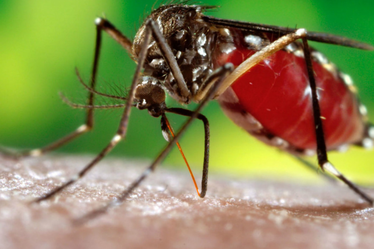 நாட்டில் சிறப்பு டெங்கு கட்டுப்பாட்டுத் திட்டம் | Special Dengue Control Program In The Country