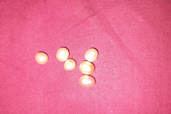 கஜமுத்துக்களுடன் விசேட அதிரடிப் படையினரால் ஒருவர் கைது (Photos) | Man Arrested With Pearls
