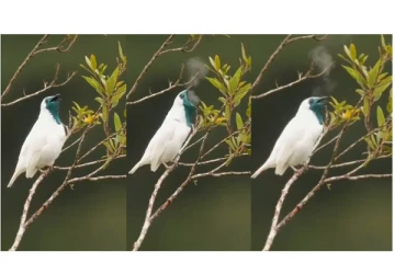 Wow... கேமராவில் பதிவான ஸ்மோக்கிங் BIRD - இணையதளத்தில் வைரலாகும் வீடியோ...!