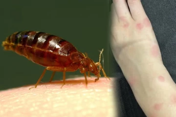 பிரான்சில் மூட்டைப்பூச்சி பிரச்சினை என திகில் கிளப்பியது இந்த நாடுதான்: உளவுத்துறை தகவல்