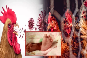 இந்தியாவில் அரிய வகை பறவைக் காய்ச்சல்; 4 வயது குழந்தைக்கு 2-வது பாதிப்பு - WHO தகவல்!