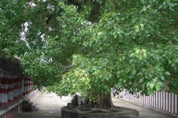 அதிர்ஷ்டம் கொடுக்கும் அரச மரம்.. எப்படி வழிபாடு செய்ய வேண்டும்