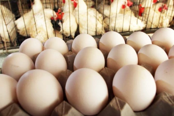 යලිත් විශාල වශයෙන් ඉහළ යන කුකුළු මස් සහ බිත්තර මිල..