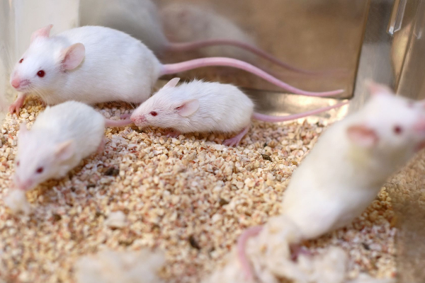 பெண் இல்லாமல் ஆணுக்கு குழந்தை - ஆராய்ச்சியில் சுவாரஸ்ய தகவல் | Mice Born With Two Fathers Scientific Breakthrough பெண் இல்லாமல் ஆணுக்கு குழந்தை - ஆராய்ச்சியில் சுவாரஸ்ய தகவல் | Mice Born With Two Fathers Scientific Breakthrough