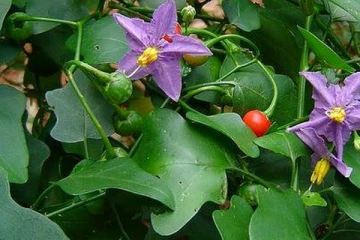 தீராத சளித்தொல்லையால் அவஸ்தையா? தூதுவளை துவையல் செய்து சாப்பிடுங்க