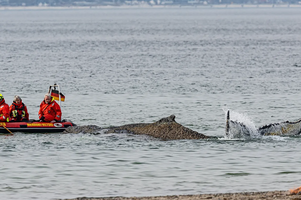 யேர்மனியில் கரை ஒதுங்கிய கூன்முதுகு திமிங்கலம்; தொலை தூரத்திற்கு கேட்கும் ஓலம் | Humpback Whale Washes Ashore In Germany