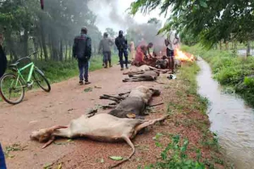 கிளிநொச்சியில் பரிதாபமாக உயிரிழந்த ஐந்தறிவு ஜீவன்கள் (Photos)