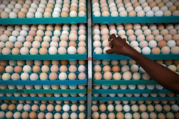 10 இலட்சம் முட்டைகளின் விநியோகம் குறித்து வெளியான தகவல்!