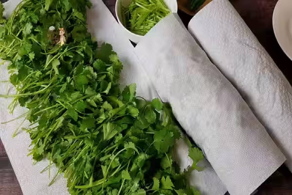 Kitchen tips : ஒரு வாரமானாலும் கொத்தமல்லி பச்சையாக இருக்கணுமா? இந்த டிப்ஸை ட்ரை பண்ணுங்க! | Best Way To Store Coriander For Long Time
