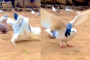 குட்டிக் கரணம் போடும் புறா...மனிதர்களையும் மிஞ்சிய காட்சி!