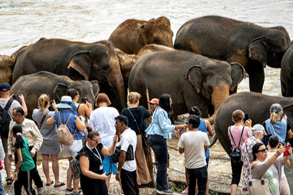 இலங்கையில் குவியும் சுற்றுலா பயணிகள் | Tourists Flocking In Large Numbers To Sri Lanka