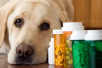 සුරතල් සතුන්ව ප්‍රවේශම් කරගන්න - ස්වභාවික සත්ව ඖෂධ ලෙස ව්‍යාජ බෙහෙත්