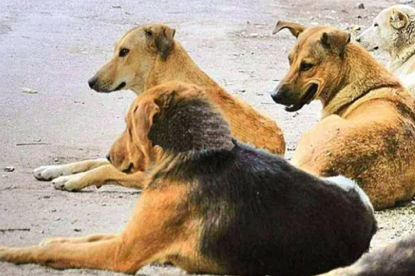 இலங்கையில் வேகமாக பரவக்கூடிய மற்றொரு கொடிய நோய்! | Deadly Disease That Spreads Rapidly In Sri Lanka