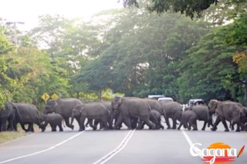 අලි සංචරණ මාර්ග ගැන ගැසට් මඟින් තීරණයක්