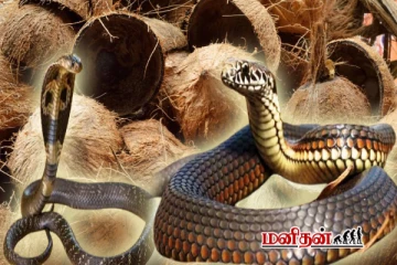தேங்காய் ஓடு இருந்தா வீசாதீங்க - பாம்பிற்கு இது ஆகாதாம்